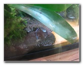 Panaewa-Rainforest-Zoo-and-Gardens-Hilo-Big-Island-Hawaii-022