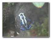 Panaewa-Rainforest-Zoo-and-Gardens-Hilo-Big-Island-Hawaii-023