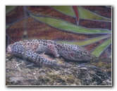 Panaewa-Rainforest-Zoo-and-Gardens-Hilo-Big-Island-Hawaii-025