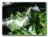 Panaewa-Rainforest-Zoo-and-Gardens-Hilo-Big-Island-Hawaii-026