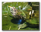 Panaewa-Rainforest-Zoo-and-Gardens-Hilo-Big-Island-Hawaii-027