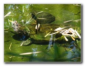 Panaewa-Rainforest-Zoo-and-Gardens-Hilo-Big-Island-Hawaii-028