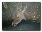 Panaewa-Rainforest-Zoo-and-Gardens-Hilo-Big-Island-Hawaii-029