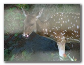 Panaewa-Rainforest-Zoo-and-Gardens-Hilo-Big-Island-Hawaii-030