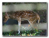 Panaewa-Rainforest-Zoo-and-Gardens-Hilo-Big-Island-Hawaii-031