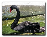 Panaewa-Rainforest-Zoo-and-Gardens-Hilo-Big-Island-Hawaii-032