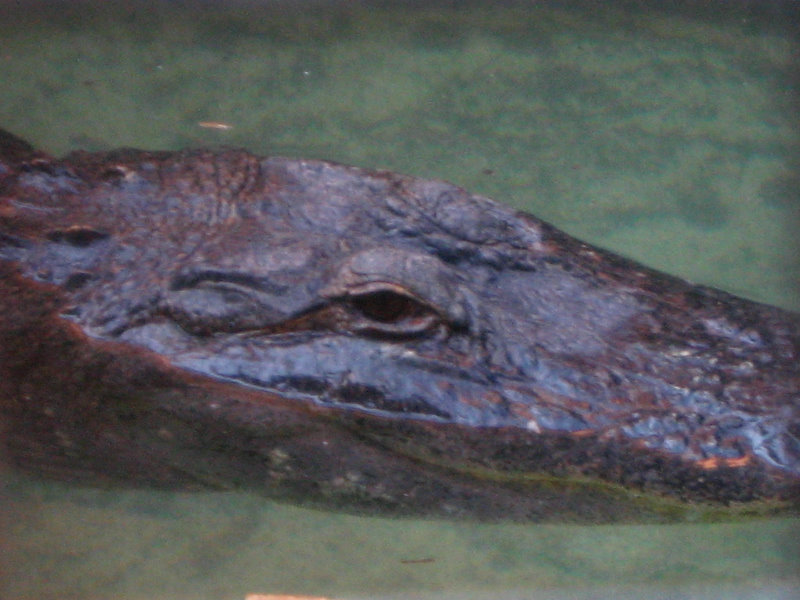 Panama-City-Beach-Bay-County-FL-049