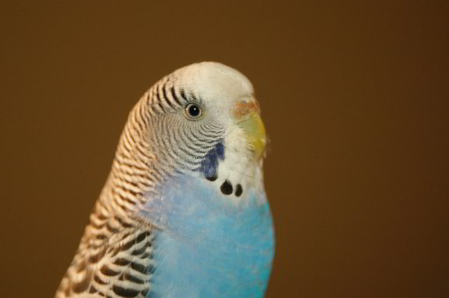 Parakeet-Pet-Birds-03