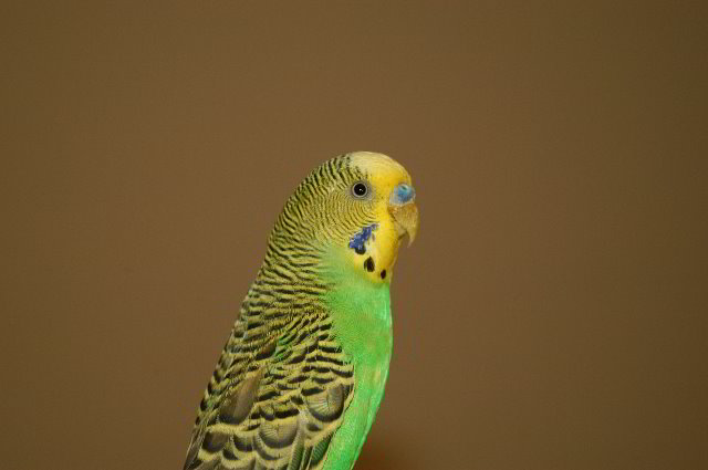 Parakeet-Pet-Birds-05