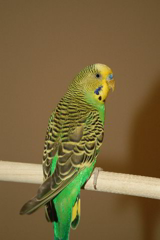 Parakeet-Pet-Birds-06