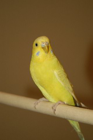 Parakeet-Pet-Birds-07