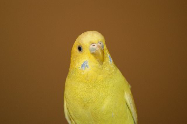 Parakeet-Pet-Birds-10