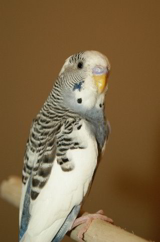 Parakeet-Pet-Birds-11