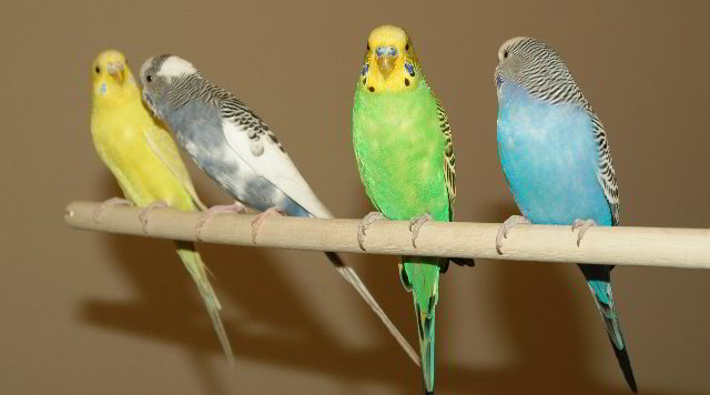 Parakeet-Pet-Birds-16