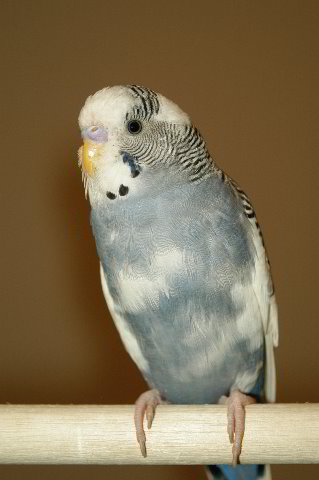 Parakeet-Pet-Birds-17