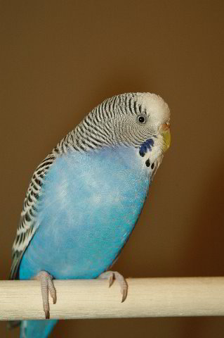 Parakeet-Pet-Birds-19