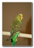 Parakeet-Pet-Birds-06