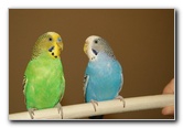 Parakeet Pet Birds - Nikon D100 Pictures