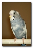 Parakeet-Pet-Birds-17