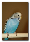 Parakeet-Pet-Birds-19