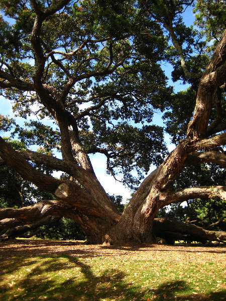 Parnell-Suburb-Auckland-North-Island-New-Zealand-005