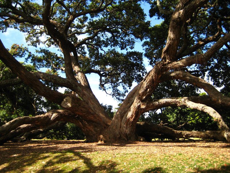 Parnell-Suburb-Auckland-North-Island-New-Zealand-006