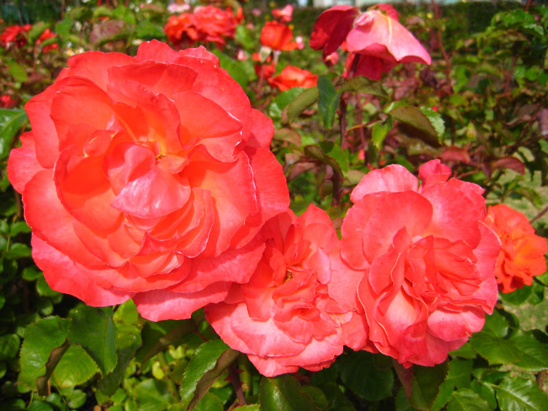 Parnell-Suburb-Auckland-North-Island-New-Zealand-013