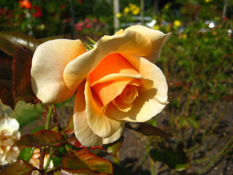 Parnell-Suburb-Auckland-North-Island-New-Zealand-018