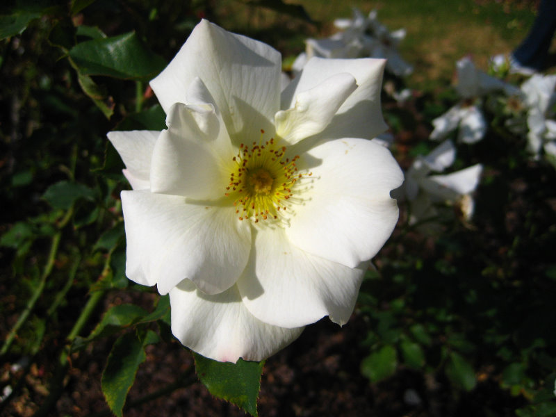 Parnell-Suburb-Auckland-North-Island-New-Zealand-021