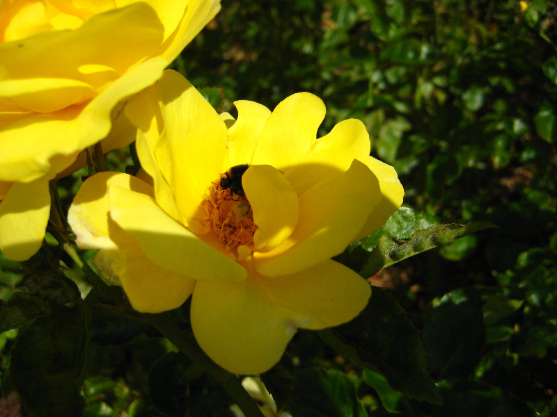 Parnell-Suburb-Auckland-North-Island-New-Zealand-022