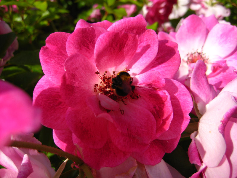 Parnell-Suburb-Auckland-North-Island-New-Zealand-024