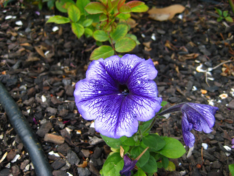 Parnell-Suburb-Auckland-North-Island-New-Zealand-027