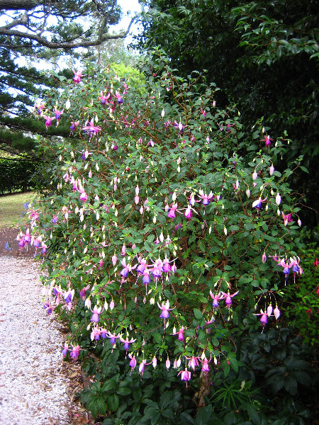 Parnell-Suburb-Auckland-North-Island-New-Zealand-030