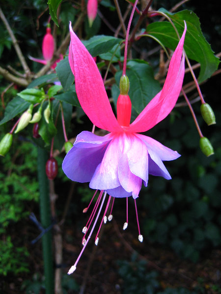 Parnell-Suburb-Auckland-North-Island-New-Zealand-031