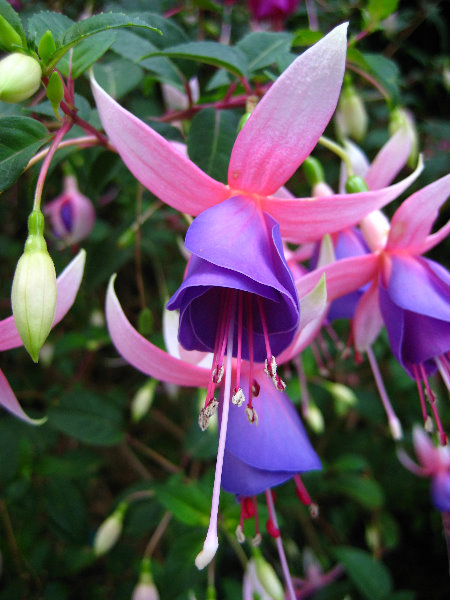 Parnell-Suburb-Auckland-North-Island-New-Zealand-033