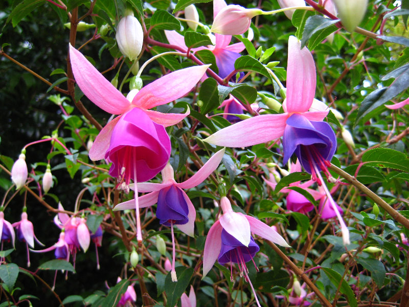 Parnell-Suburb-Auckland-North-Island-New-Zealand-034