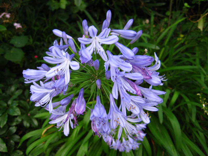 Parnell-Suburb-Auckland-North-Island-New-Zealand-035