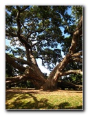 Parnell-Suburb-Auckland-North-Island-New-Zealand-005