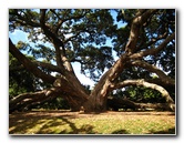 Parnell-Suburb-Auckland-North-Island-New-Zealand-006