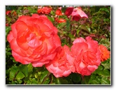 Parnell-Suburb-Auckland-North-Island-New-Zealand-013