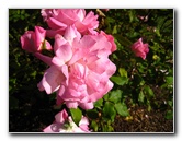 Parnell-Suburb-Auckland-North-Island-New-Zealand-017