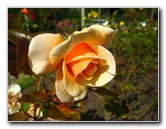 Parnell-Suburb-Auckland-North-Island-New-Zealand-018