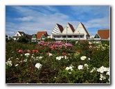 Parnell Suburb Pictures - Auckland, NZ