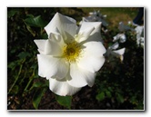 Parnell-Suburb-Auckland-North-Island-New-Zealand-021