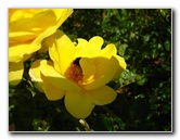 Parnell-Suburb-Auckland-North-Island-New-Zealand-022