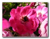 Parnell-Suburb-Auckland-North-Island-New-Zealand-024