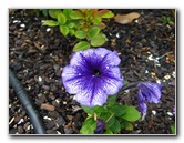 Parnell-Suburb-Auckland-North-Island-New-Zealand-027