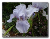 Parnell-Suburb-Auckland-North-Island-New-Zealand-029