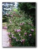 Parnell-Suburb-Auckland-North-Island-New-Zealand-030