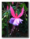 Parnell-Suburb-Auckland-North-Island-New-Zealand-031